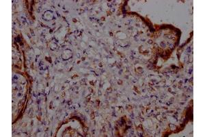 IHC image of ABIN7127782 diluted at 1:100 and staining in paraffin-embedded human placenta tissue performed on a Leica BondTM system.