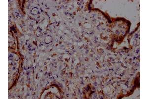 IHC image of ABIN7127782 diluted at 1:100 and staining in paraffin-embedded human placenta tissue performed on a Leica BondTM system. (Recombinant PTGER2 anticorps)