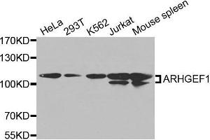 Western blot analysis of extracts of various cell lines, using ARHGEF1 antibody. (ARHGEF1 anticorps  (AA 783-912))