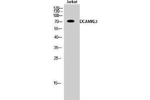 Western Blot (WB) analysis of Jurkat cells using DCAMKL3 Polyclonal Antibody.