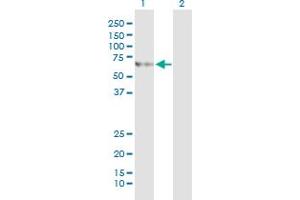 Western Blot analysis of SLC27A5 expression in transfected 293T cell line by SLC27A5 monoclonal antibody (M01), clone 5A7. (SLC27A5 anticorps  (AA 90-175))