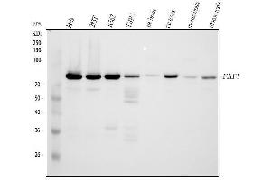 Western blot analysis of FAF1 using anti-FAF1 antibody (ABIN7602657).