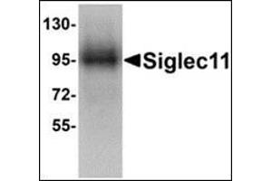 Western blot analysis of Siglec11 in HepG2 cell lysate with this product at 1 μg/ml. (SIGLEC11 anticorps  (C-Term))