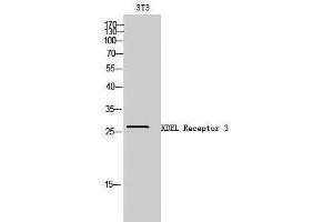 Western Blotting (WB) image for anti-KDEL (Lys-Asp-Glu-Leu) Endoplasmic Reticulum Protein Retention Receptor 3 (kDELR3) (Internal Region) antibody (ABIN3185290)