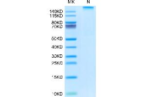 Rhesus macaque HLA-G complex Tetramer on Tris-Bis PAGE under Non reducing (N) condition. (HLAG Protein (Tetramer) (HLA-G))