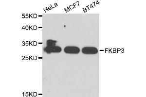 Western blot analysis of extracts of various cell lines, using FKBP3 antibody. (FKBP3 anticorps)