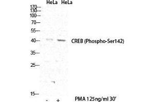 Western Blot (WB) analysis of specific cells using Phospho-CREB-1 (S142) Polyclonal Antibody.