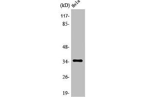 Western Blot analysis of HepG2 cells using Olfactory receptor 6C3 Polyclonal Antibody (OR6C3 anticorps  (C-Term))
