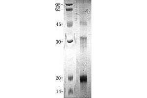 Validation with Western Blot (INHBC Protein (His tag))