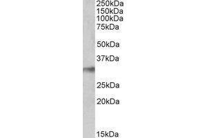 AP23237PU-N NEK7 antibody staining of Human Lung lysate at 0. (NEK7 anticorps  (C-Term))