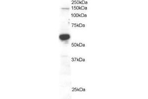 Image no. 1 for anti-Rac GTPase Activating Protein 1 (RACGAP1) (AA 620-632) antibody (ABIN296796)