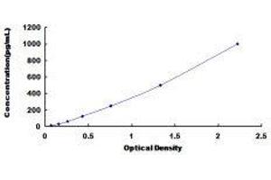 Folate Receptor 1 (Adult) (FOLR1) ELISA Kit