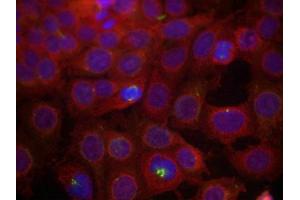 Immunofluorescence staining of methanol-fixed MCF7 cells using VEGFR2(Phospho-Tyr951) Antibody. (VEGFR2/CD309 anticorps  (pTyr951))