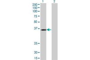 Western Blot analysis of KCNJ15 expression in transfected 293T cell line by KCNJ15 monoclonal antibody (M01), clone 1B2.