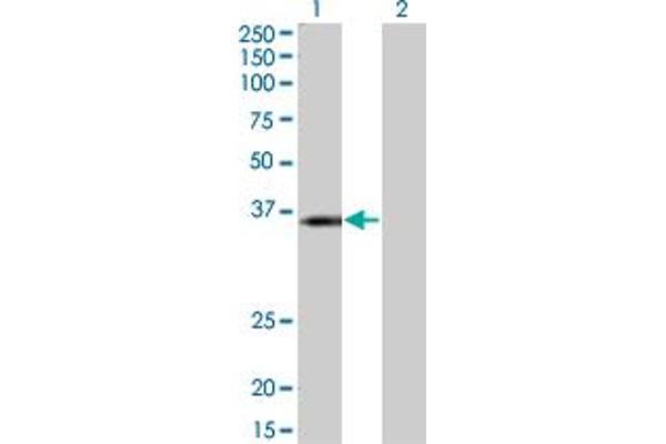KCNJ15 antibody  (AA 290-355)