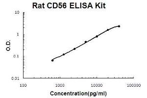 Rat NCAM1/CD56 PicoKine ELISA Kit standard curve (CD56 Kit ELISA)