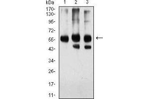 Western blot analysis using KPNA2 mouse mAb against Hela (1), HEK293 (2), and NIH/3T3 (3) cell lysate.