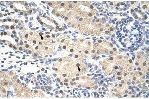 Human kidney (RNF14 anticorps  (C-Term))