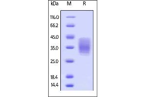 Biotinylated Human EMMPRIN, Avitag,His Tag on  under reducing (R) condition.