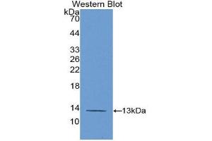 Western Blotting (WB) image for anti-Platelet Factor 4 (PF4) (AA 30-105) antibody (Biotin) (ABIN1172511) (PF4 anticorps  (AA 30-105) (Biotin))