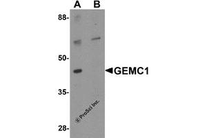Western Blotting (WB) image for anti-Geminin Coiled-Coil Domain Containing (GMNC) (Middle Region) antibody (ABIN1030936) (GEMC1 anticorps  (Middle Region))