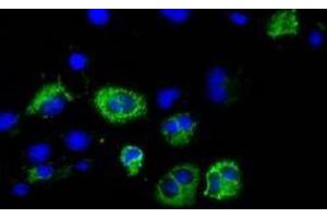 Immunofluorescent staining of COS7 cells transiently transfected with recombinant CISD1 protein using CISD1 antibody (CISD1 anticorps)