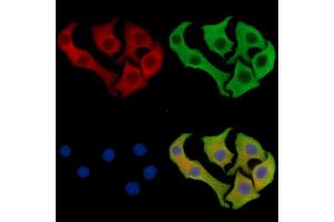 ABIN7096247 and ABIN7100309 staining Hela cells by IF/ICC. (LTV1 anticorps)