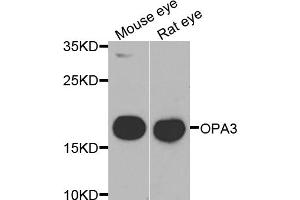 Western blot analysis of extracts of various cell lines, using OPA3 antibody (ABIN5975243) at 1/1000 dilution. (OPA3 anticorps)