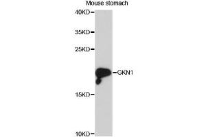 Western blot analysis of extracts of mouse stomach, using GKN1 antibody (ABIN6293092) at 1:3000 dilution. (Gastrokine 1 anticorps)
