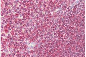 Anti-EGR3 antibody IHC staining of human spleen.