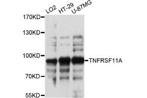 Western blot analysis of extracts of various cell lines, using TNFRSF11A antibody. (TNFRSF11A anticorps)