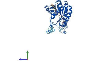 AlphaFold protein structure predicition of Human Recombinant DHRS4 Protein, UniprotID Q9BTZ2