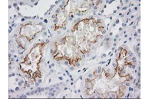 Image no. 10 for anti-BAI1-Associated Protein 2 (BAIAP2) antibody (ABIN1496805) (BAIAP2 anticorps)