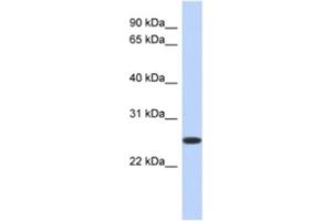 Western Blotting (WB) image for anti-Flavin Reductase (BLVRB) antibody (ABIN2463954) (BLVRB anticorps)