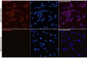 Immunofluorescence analysis of Daudi and Jurkat(Negative sample) cells using CD79a Rabbit mAb (ABIN7265805) at dilution of 1:50 (40x lens).