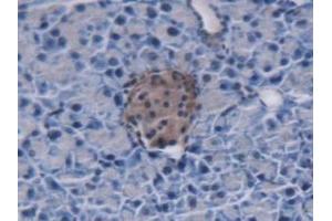 Detection of MUC5B in Mouse Pancreas Tissue using Polyclonal Antibody to Mucin 5 Subtype B (MUC5B) (MUC5B anticorps  (AA 75-295))