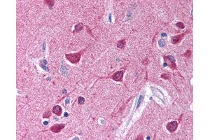 Anti-Gi Alpha 1/2 antibody IHC of human brain, cortex. (Gi alpha 1/2 (AA 345-354) anticorps)