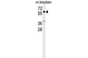 CTSA Antibody (N-term) western blot analysis in mouse bladder tissue lysates (35µg/lane). (CTSA anticorps  (N-Term))