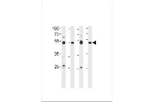 HINFP Antibody (Center) (ABIN656553 and ABIN2845815) western blot analysis in 293 cell line,human placenta,mouse brain and spleen tissue lysates (35 μg/lane). (HINFP anticorps  (AA 317-346))