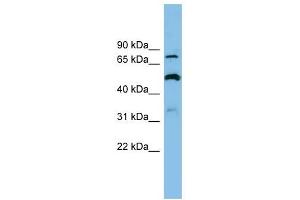 SLC26A1 antibody used at 1 ug/ml to detect target protein.