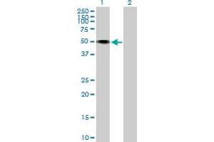 Western Blot analysis of HNT expression in transfected 293T cell line by HNT MaxPab polyclonal antibody.