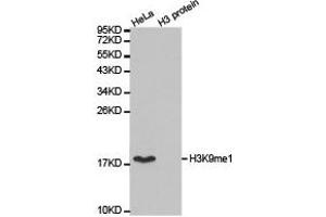 Western blot analysis of extracts of HeLa cell line and H3 protein expressed in E. (Histone 3 anticorps  (H3K9me))