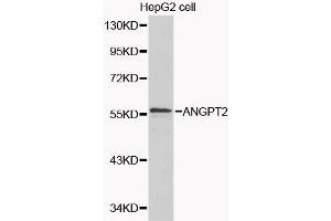 Western blot analysis of extracts of various cell lines, using ANGPT2 antibody.