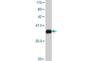 Western Blot detection against Immunogen (36.