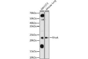 Western blot analysis of extracts of various cell lines, using RhoA antibody (ABIN3020848, ABIN3020849, ABIN3020850 and ABIN6213755) at 1:1000 dilution. (RHOA anticorps  (C-Term))