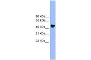 Image no. 1 for anti-Aldehyde Dehydrogenase 3 Family, Member A1 (ALDH3A1) (AA 51-100) antibody (ABIN6746556) (ALDH3A1 anticorps  (AA 51-100))
