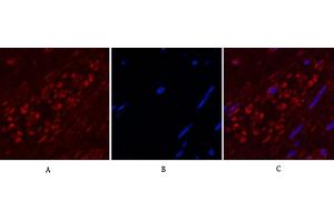 Immunofluorescence analysis of human appendix tissue. (ENO2/NSE anticorps)
