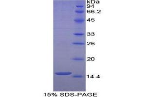 SDS-PAGE analysis of Human Histatin 1 Protein. (HTN1 Protéine)