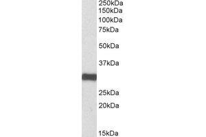 Western Blotting (WB) image for anti-Electron-Transfer-Flavoprotein, alpha Polypeptide (ETFA) (AA 309-321) antibody (ABIN793107) (ETFA anticorps  (AA 309-321))