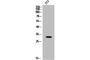Western Blot analysis of 3T3 cells using Phospho-20S Proteasome α3 (S250) Polyclonal Antibody (PSMA3 anticorps  (pSer250))